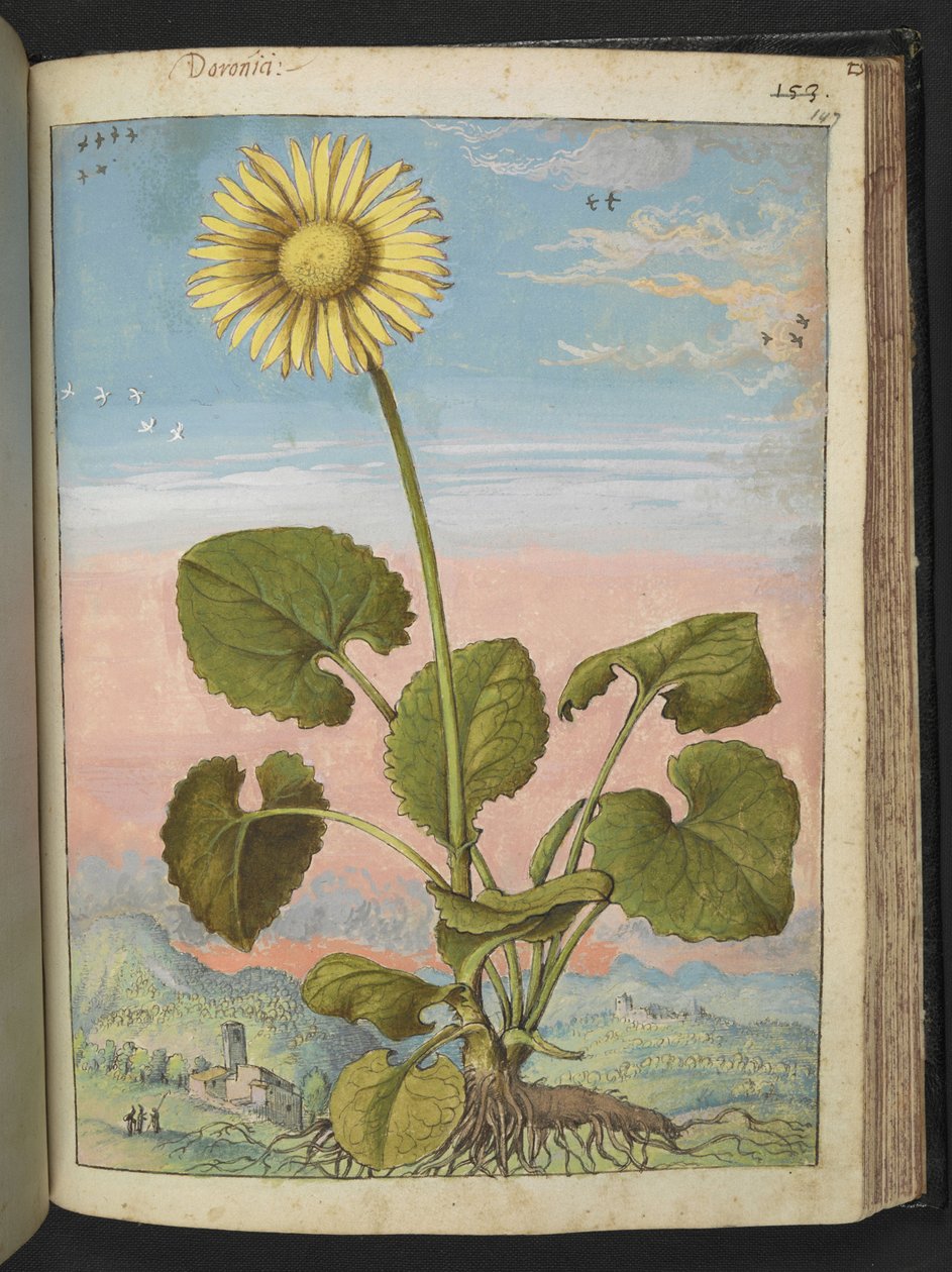Doronicum austriacum: Kasvi, jossa on keltainen kukka, Gherardo Cibon teoksesta Paintings of Flora of the Roman States, Add MS 22333, f147r, c.1564-84 (akvarelli ja guassi paperille) tekijältä Gherardo Cibo
