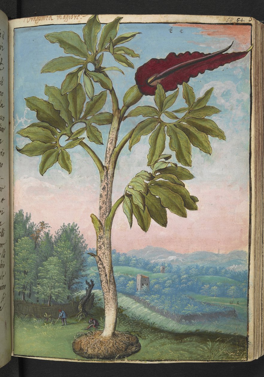 Dracunculus vulgaris, Gherardo Cibon teoksesta "Paintings of Flora of the Roman States", Lisää MS 22333, f054r, n. 1564-84 (akvarelli ja guassi paperille) tekijältä Gherardo Cibo
