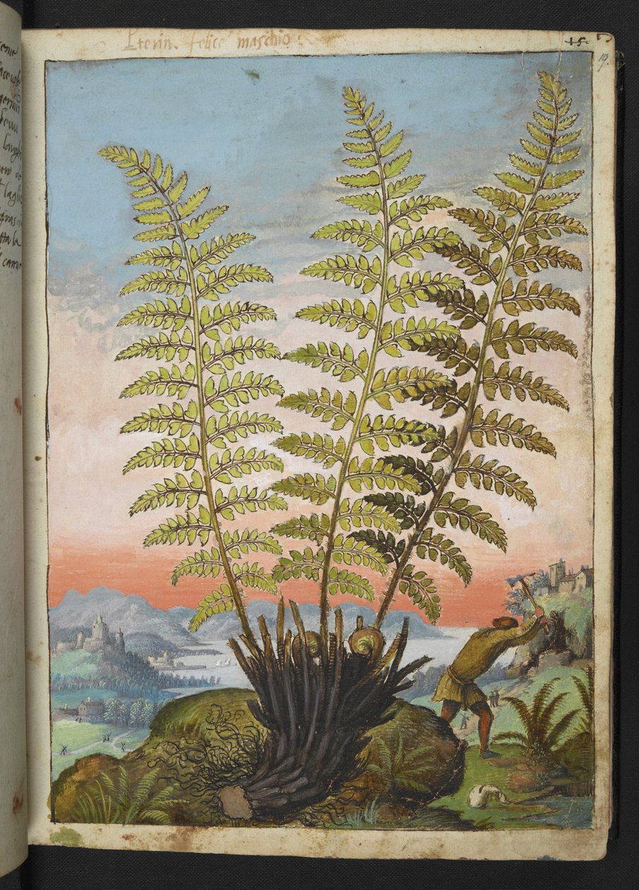 Dryopteris filix mas: Saniainen, Gherardo Cibon teoksesta "Paintings of Flora of the Roman States", Lisää MS 22333, f019r, n. 1564-84 (akvarelli ja guassi paperille) tekijältä Gherardo Cibo