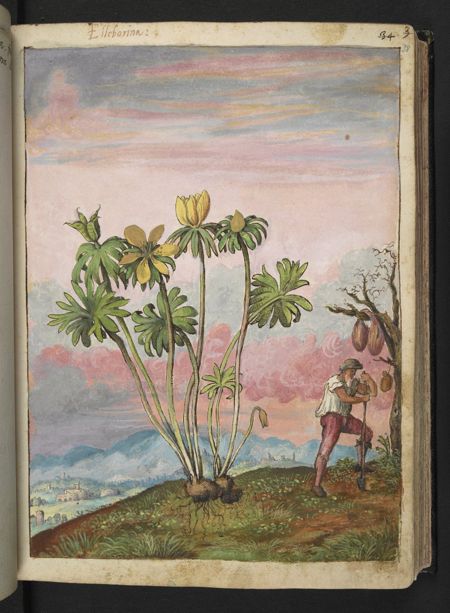 Eranthis hyemalis, Gherardo Cibon "Paintings of Flora of the Flora of the Roman States", Lisää MS 22333, f038r, n. 1564-84 (akvarelli ja guassi paperille) tekijältä Gherardo Cibo