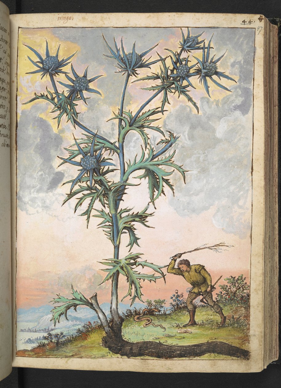 Eryngium maritimum, Gherardo Cibon teoksesta "Paintings of Flora of the Roman States", Lisää MS 22333, f047r, n. 1564-84 (akvarelli ja guassi paperille) tekijältä Gherardo Cibo