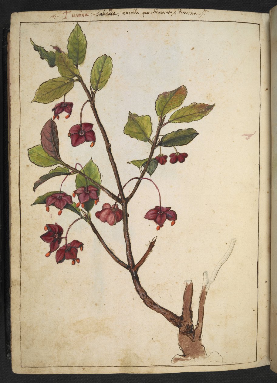 Euonymus europaeus (European Spindle): kasvi, jolla on punaiset terälehdet, Gherardo Cibon teoksesta Paintings of Flora of the Roman States, Add MS 22333, f183v, c.1564-84 (akvarelli & guassi paperille) tekijältä Gherardo Cibo