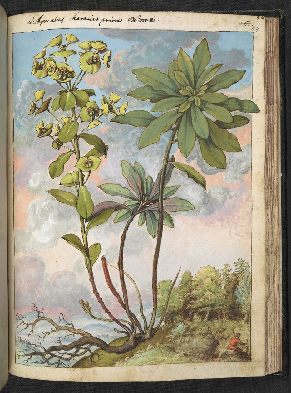 Euphorbia amygdaloides tai Euphorbia characias, Gherardo Cibon "Paintings of Flora of the Flora of the Roman States", Lisää MS 22333, f154r, n. 1564-84 (akvarelli ja guassi paperille) tekijältä Gherardo Cibo