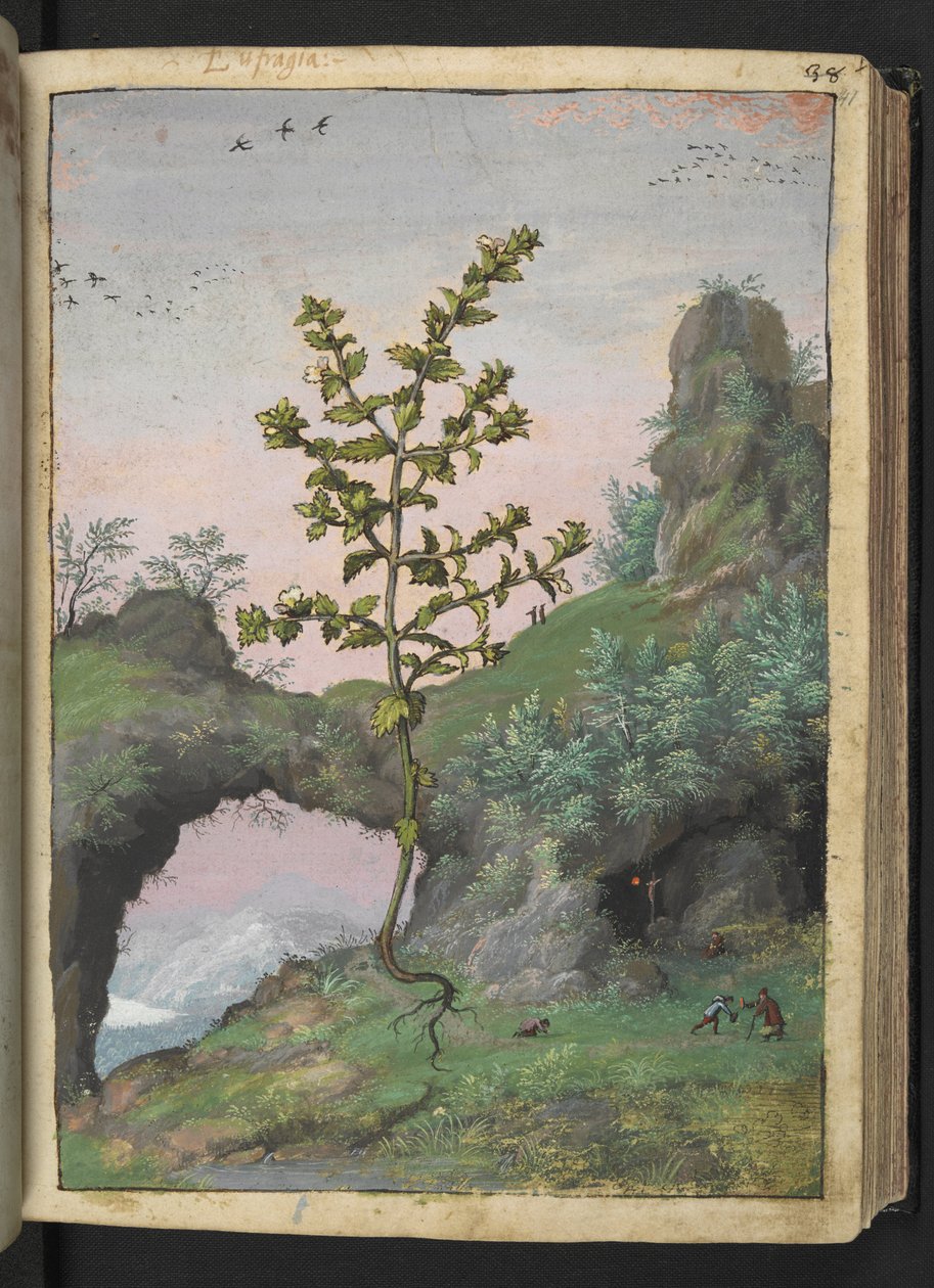 Euphrasia officinalis, Gherardo Cibon "Paintings of Flora of the Roman States", Lisää MS 22333, f041r, n. 1564-84 (akvarelli ja guassi paperille) tekijältä Gherardo Cibo