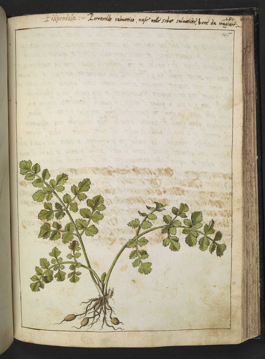 Filipendula, Gherardo Cibon "Paintings of Flora of the Roman States", Add MS 22333, f145r, n. 1564-84 (akvarelli & guassi paperille) tekijältä Gherardo Cibo