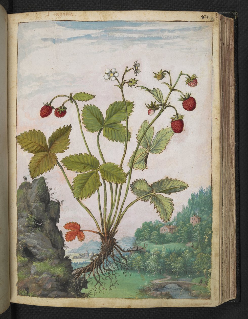 Fragaria vesca, Gherardo Cibon "Paintings of Flora of the Roman States", Lisää MS 22333, f082r, n. 1564-84 (akvarelli ja guassi paperille) tekijältä Gherardo Cibo
