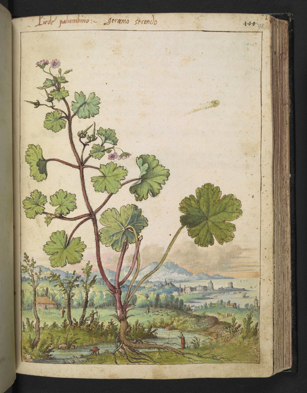 Geranium rotundifolium: Kasvi, jolla on vaaleanpunaiset kukat. , Gherardo Cibon "Paintings of Flora of the Roman States", Lisää MS 22333, f098r, n. 1564-84 (akvarelli ja guassi paperille) tekijältä Gherardo Cibo
