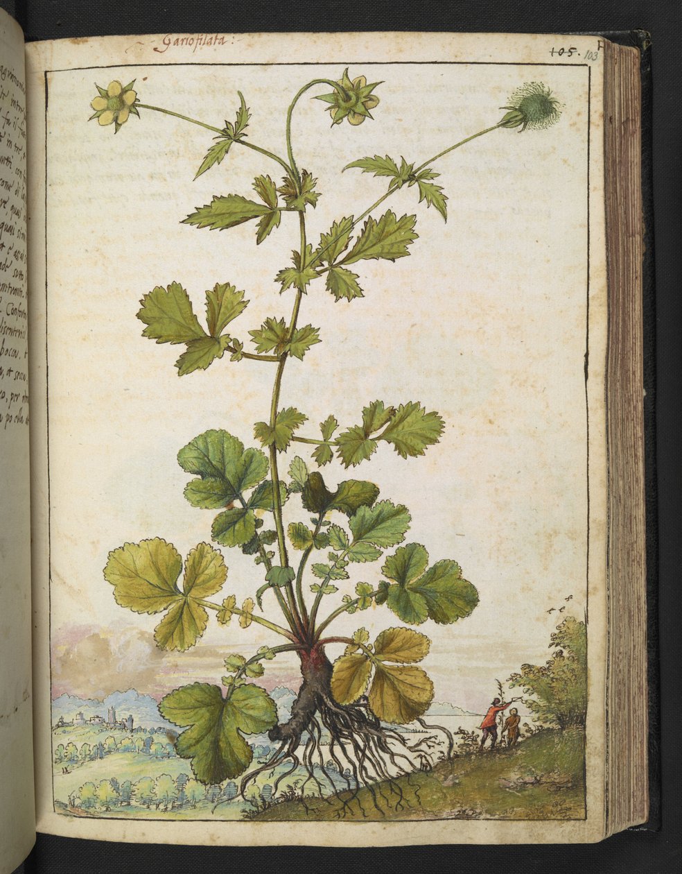 Geum urbanum, Gherardo Cibon "Paintings of Flora of the Roman States", Add MS 22333, f103r, n. 1564-84 (akvarelli ja guassi paperille) tekijältä Gherardo Cibo