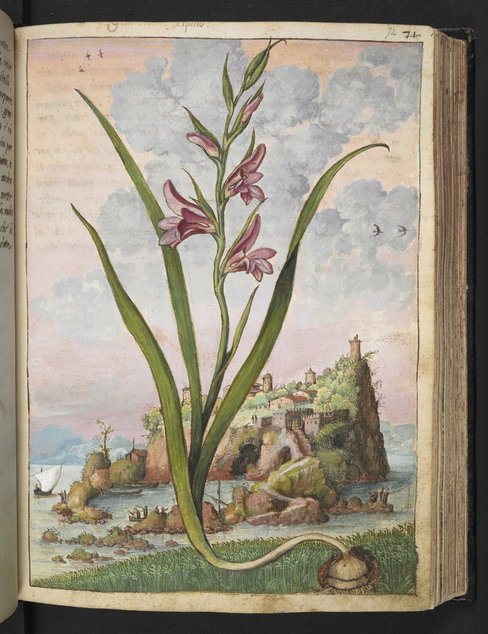 Gladiolus Italicus, Gherardo Cibon "Paintings of Flora of the Roman States", Lisää MS 22333, f072r, n. 1564-84 (akvarelli ja guassi paperille) tekijältä Gherardo Cibo