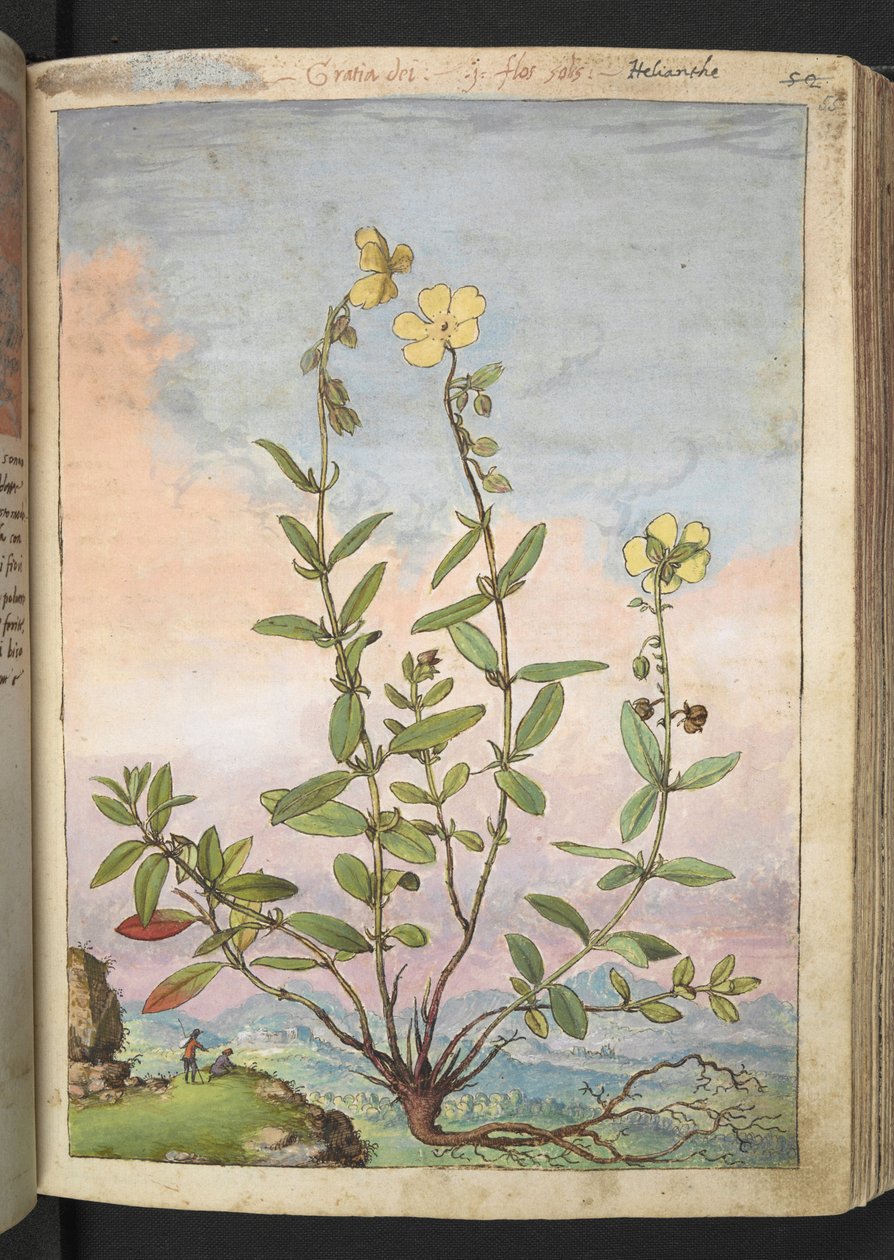 Helianthemum nummularium, Gherardo Cibon teoksesta "Paintings of Flora of the Roman States", Lisää MS 22333, f055r, n. 1564-84 (akvarelli ja guassi paperille) tekijältä Gherardo Cibo