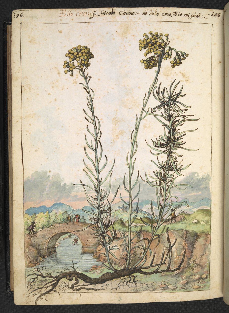 Helichrysum italicum: kasvi, jossa on keltaisia silmuja, Gherardo Cibon teoksesta Paintings of Flora of the Roman States, Add MS 22333, f176v, c.1564-84 (akvarelli & guassi paperille) tekijältä Gherardo Cibo