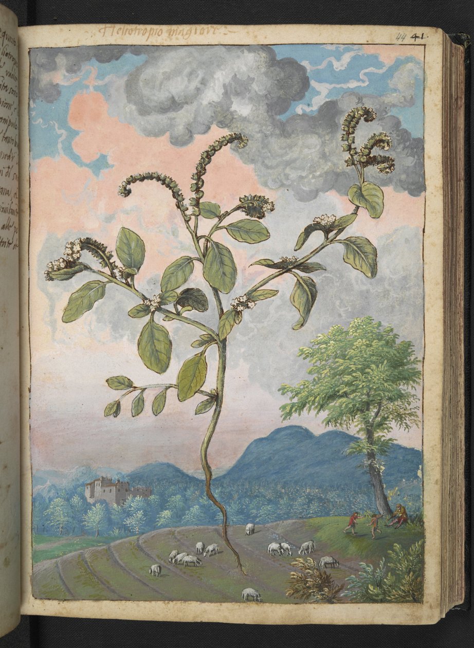 Heliotropium europeanum, Gherardo Cibon "Paintings of Flora of the Roman States", Lisää MS 22333, f044r, n. 1564-84 (akvarelli ja guassi paperille) tekijältä Gherardo Cibo