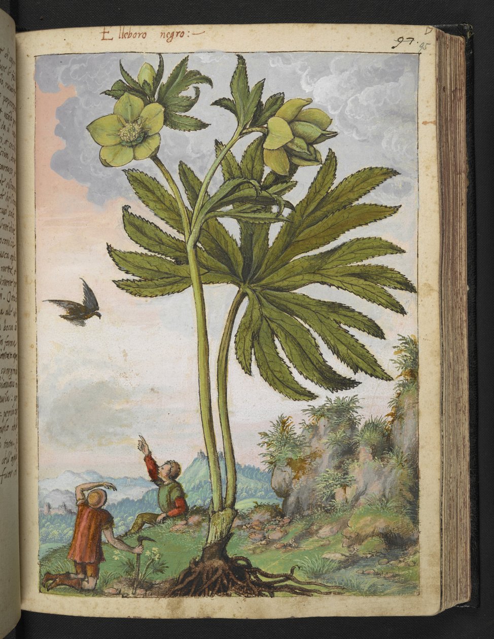 Helleborus viridis, Gherardo Cibon teoksesta "Paintings of Flora of the Roman States", Add MS 22333, f095r, n. 1564-84 (akvarelli ja guassi paperille) tekijältä Gherardo Cibo