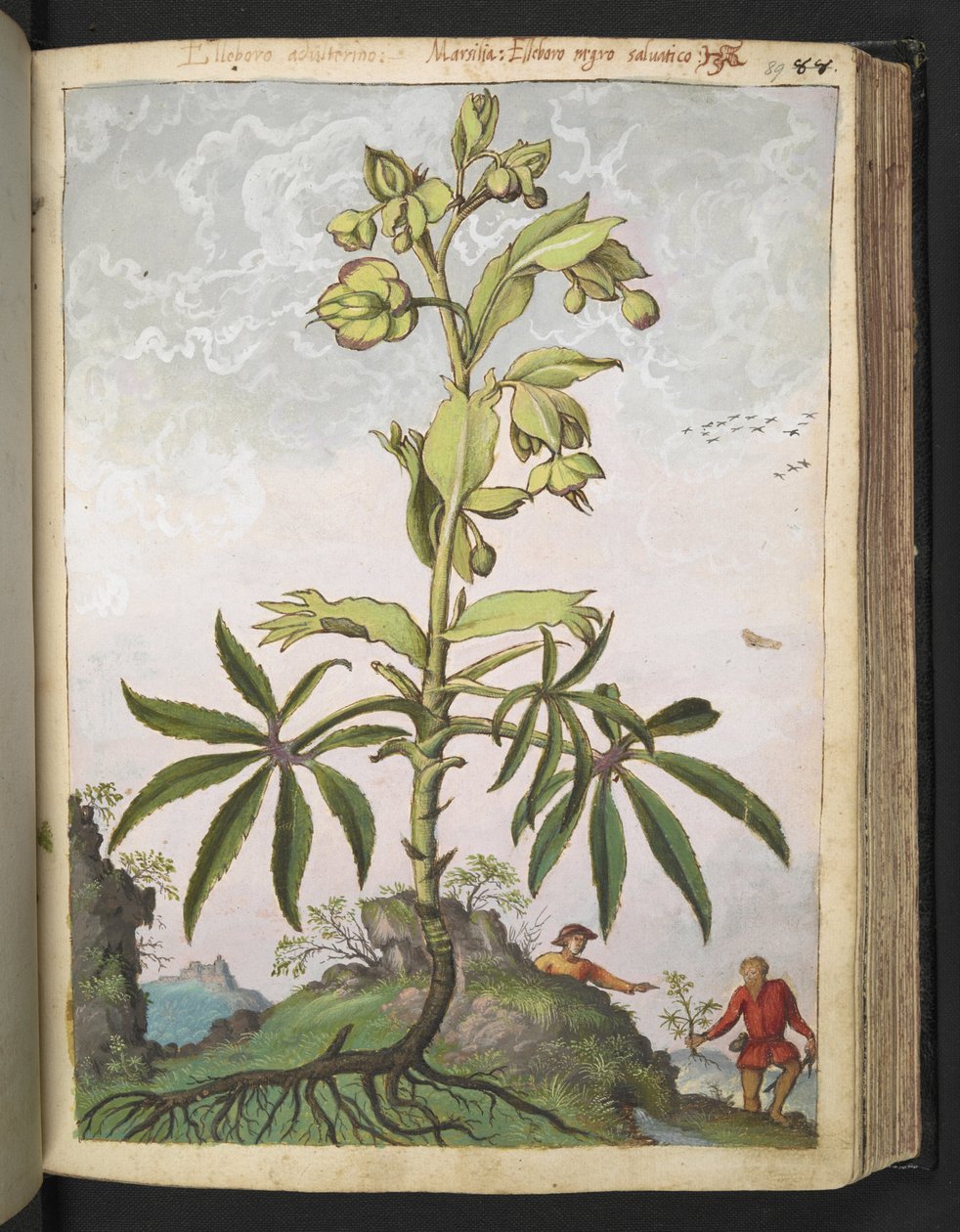 Helleborus foetidus, de "Pintures de Flora dels Estats Romans" de Gherardo Cibo, Add MS 22333, f089r, c.1564-84 (aquarel·la i guaix sobre paper) finlandès tekijältä Gherardo Cibo