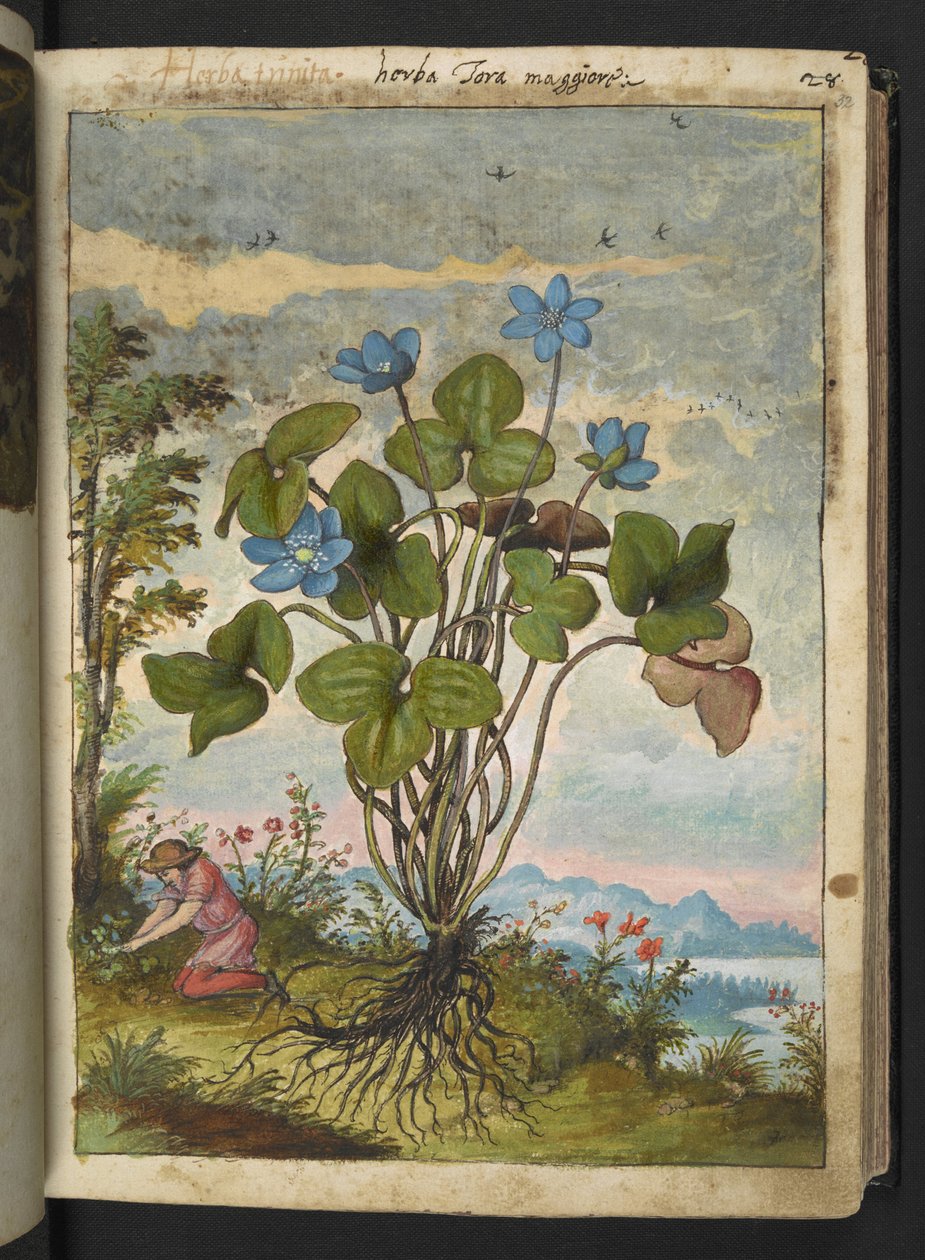 Hepatica nobilis: kasvi, jolla on siniset terälehdet ja henkilö, joka kaivaa tai puhuu pistokkaita, Gherardo Cibon teoksesta Paintings of Flora of the Roman States, Add MS 22333, f032r, n. 1564-84 (akvarelli & guassi paperille) tekijältä Gherardo Cibo