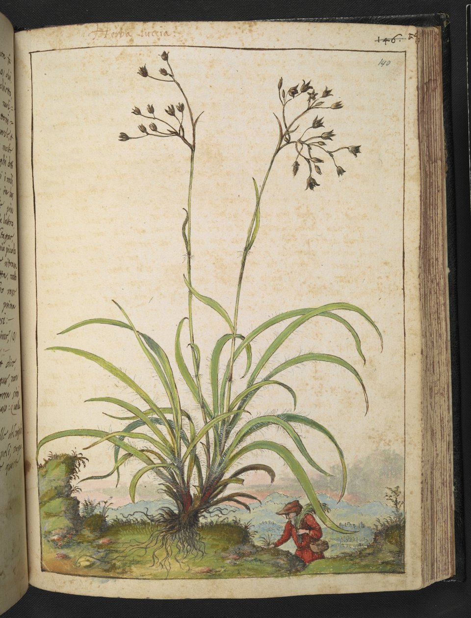 Herba Luccia, Gherardo Cibon "Paintings of Flora of the Roman States", Lisää MS 22333, f140r, n. 1564-84 (akvarelli ja guassi paperille) tekijältä Gherardo Cibo