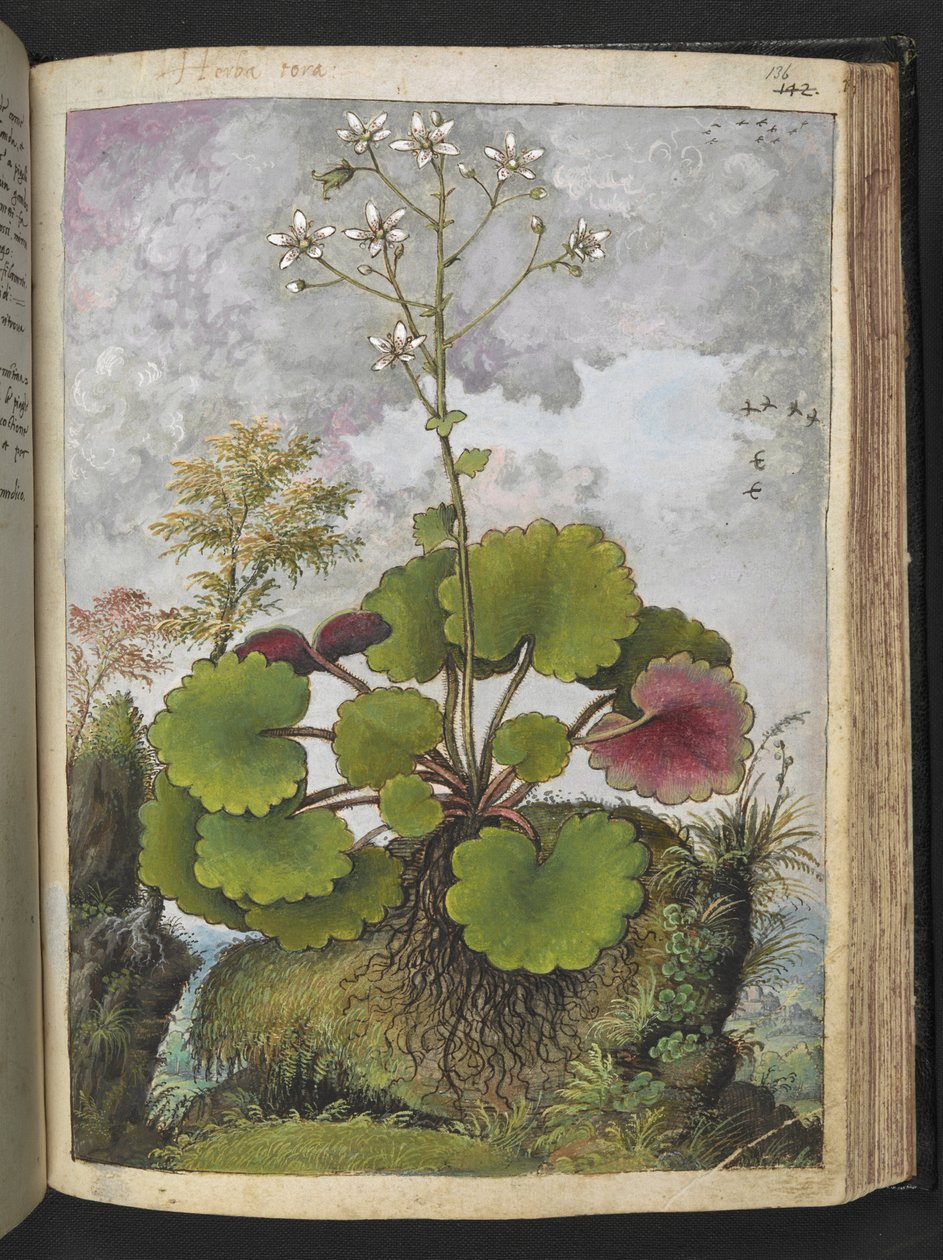 Herba rora: kasvi, jossa on valkoiset terälehdet, Gherardo Cibon "Paintings of Flora of the Flora of the Roman States", Add MS 22333, f136r, n. 1564-84 (akvarelli & guassi paperille) tekijältä Gherardo Cibo