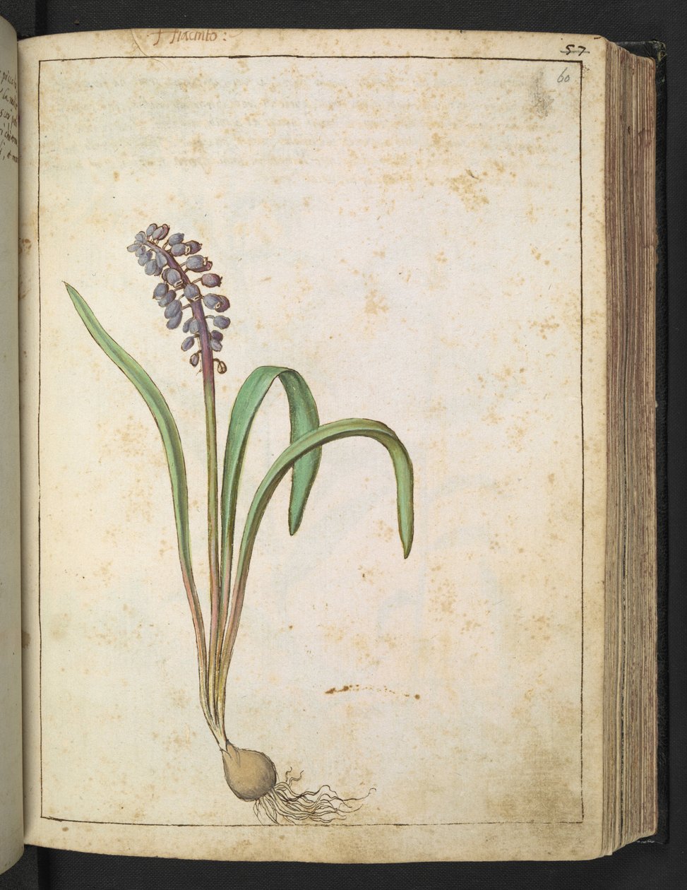Hyacinthus, Gherardo Cibon "Paintings of Flora of the Roman States", Lisää MS 22333, f060r, n. 1564-84 (akvarelli ja guassi paperille) tekijältä Gherardo Cibo