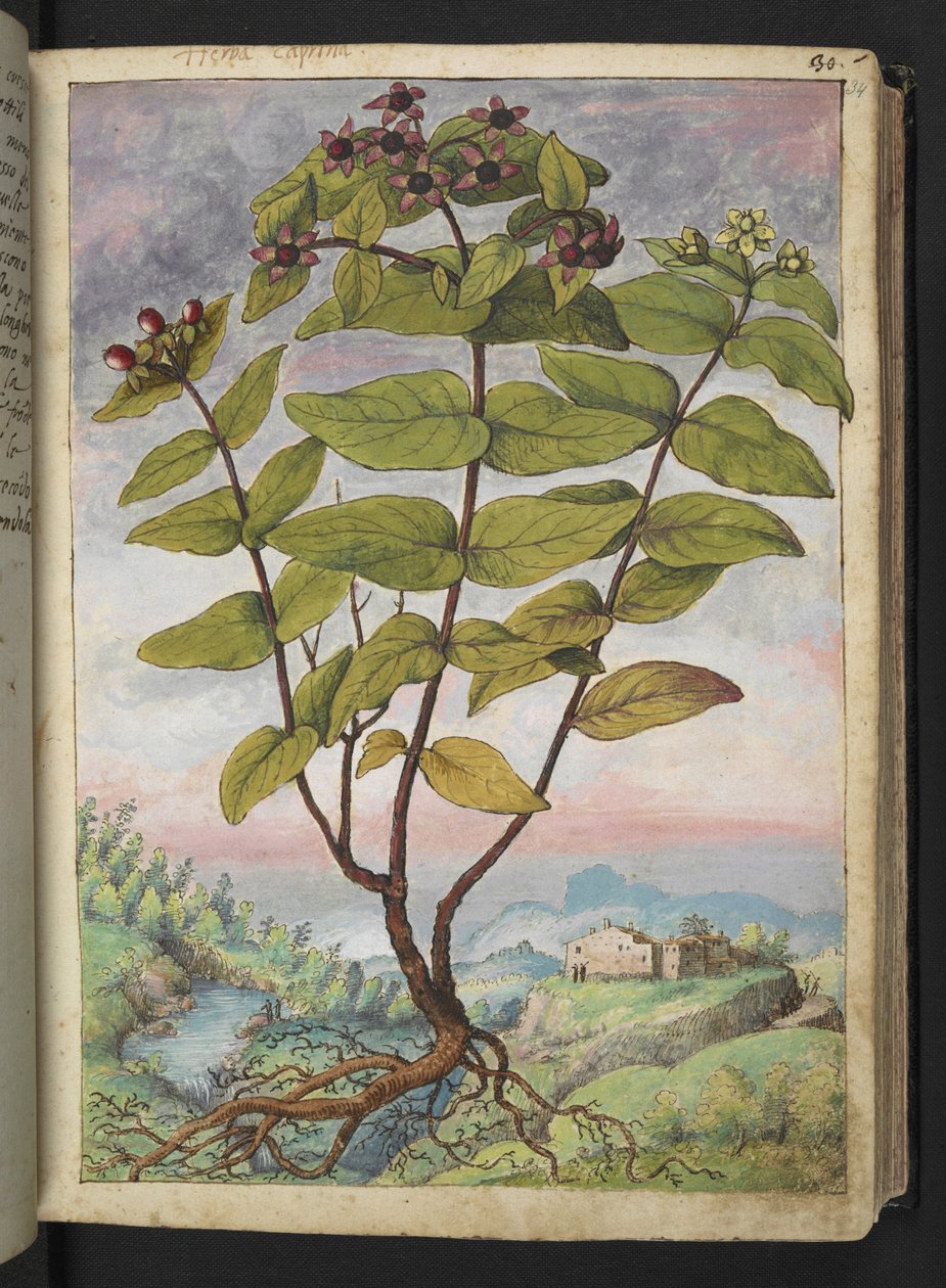 Hypericum hircinum, Gherardo Cibon teoksesta "Paintings of Flora of the Roman States", Lisää MS 22333, f034r, n. 1564-84 (akvarelli ja guassi paperille) tekijältä Gherardo Cibo