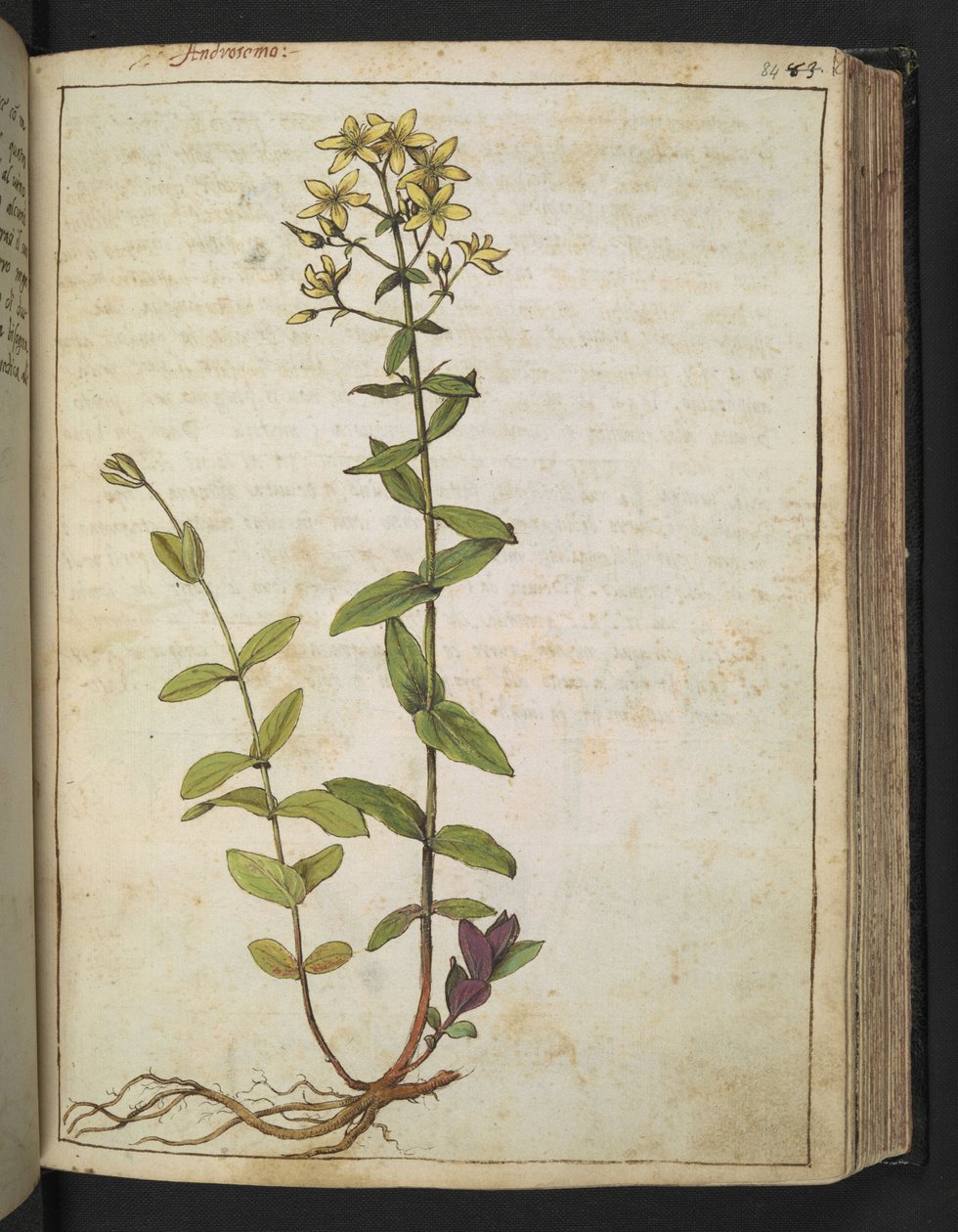 Hypericum perfoliatum, Gherardo Cibon teoksesta "Paintings of Flora of the Roman States", Lisää MS 22333, f084r, n. 1564-84 (akvarelli ja guassi paperille) tekijältä Gherardo Cibo