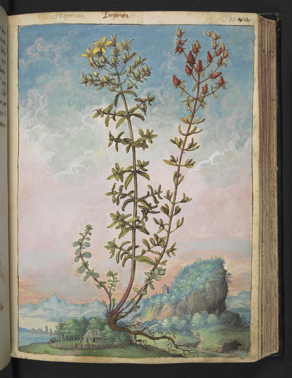 Hypericum perforatum, Gherardo Cibon teoksesta "Paintings of Flora of the Roman States", Lisää MS 22333, f083r, n. 1564-84 (akvarelli ja guassi paperille) tekijältä Gherardo Cibo