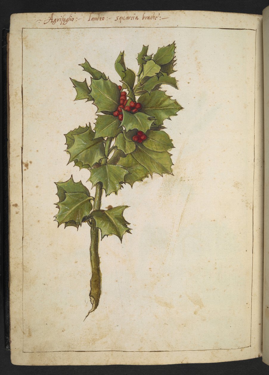 Ilex aquifolium (Holly), Gherardo Cibon teoksesta "Paintings of Flora of the Roman States", Add MS 22333, f182v, n. 1564-84 (akvarelli ja guassi paperille) tekijältä Gherardo Cibo