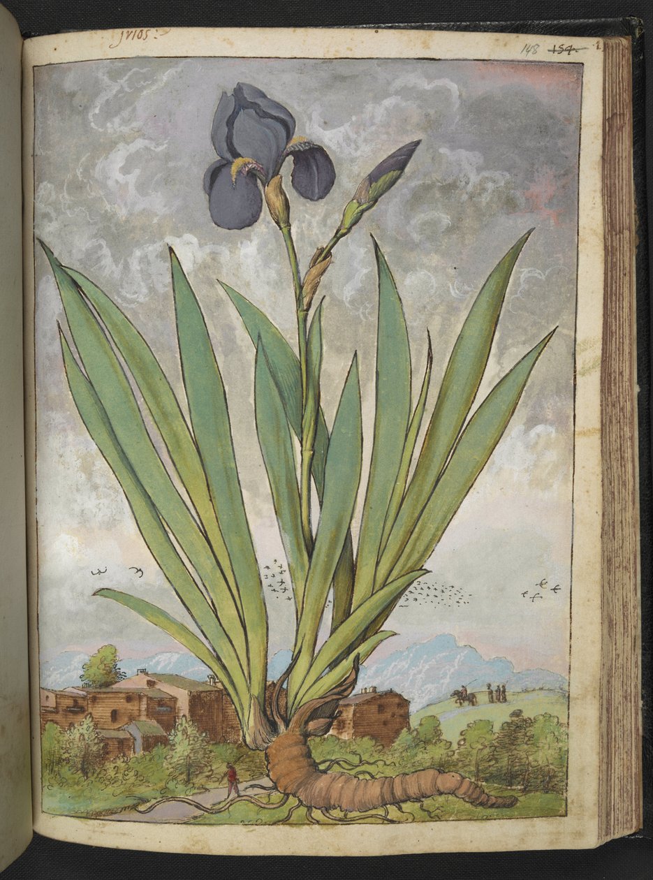 Iris germanica, Gherardo Cibon "Paintings of Flora of the Roman States", Add MS 22333, f148r, c.1564-84 (akvarelli & guassi paperille) tekijältä Gherardo Cibo