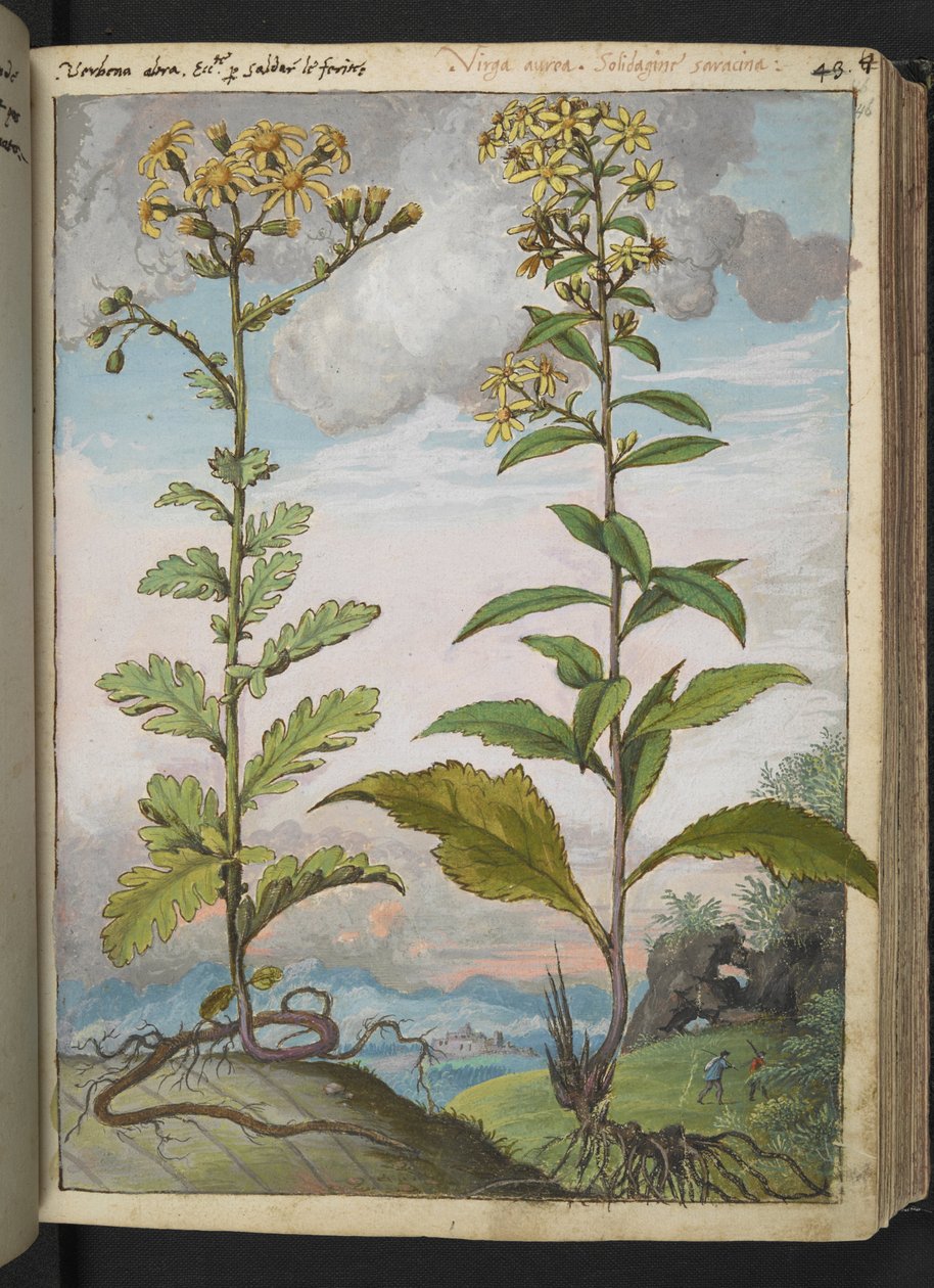 Jacobaeae vulgaris et Senecio ovatu, Gherardo Cibon teoksesta "Paintings of Flora of the Roman States", Add MS 22333, f046r, n. 1564-84 (akvarelli ja guassi paperille) tekijältä Gherardo Cibo
