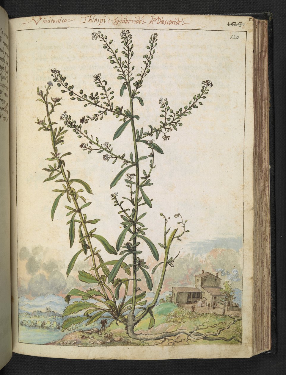 Lepidium graminifolium, Gherardo Cibon "Maalauksia Rooman valtioiden kasvillisuudesta", Lisää MS 22333, f120r, n. 1564-84 (akvarelli ja guassi paperille) tekijältä Gherardo Cibo