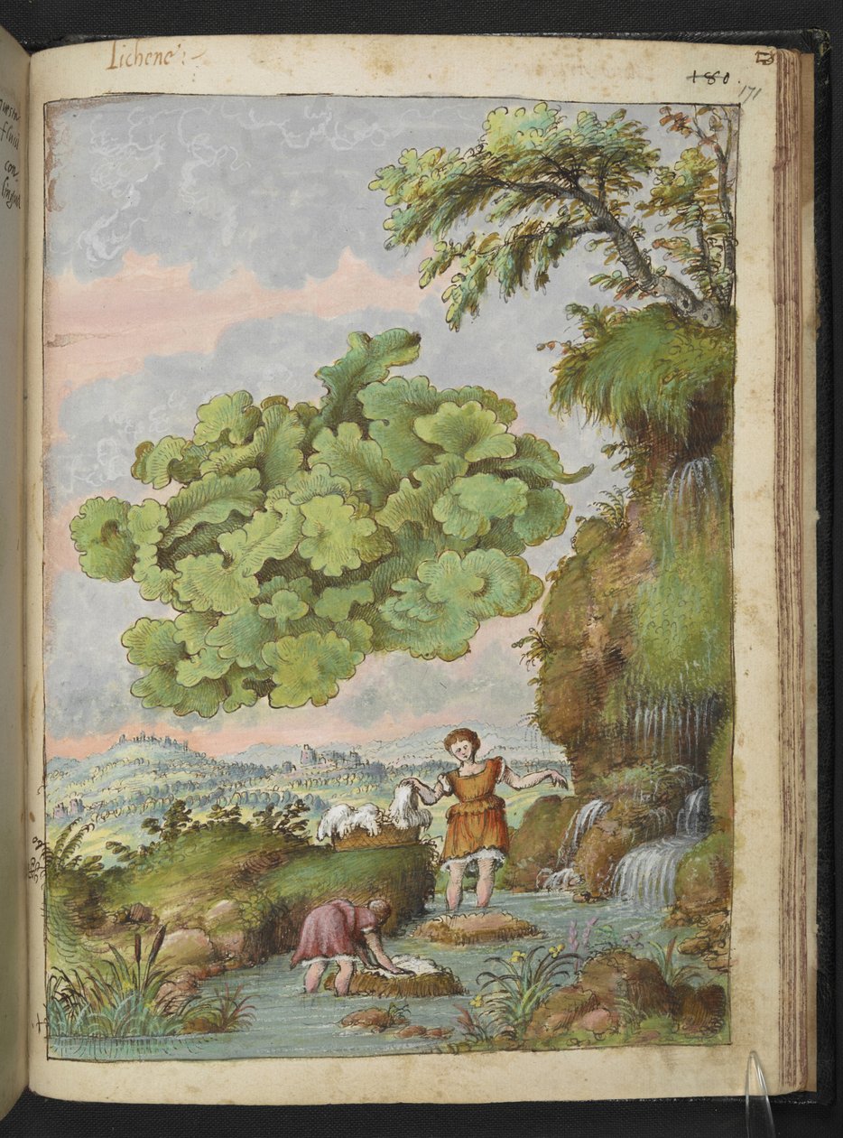 Jäkälä ja kaksi naista pesemässä vaatteita tai turkista uima-altaassa, Gherardo Cibon "Paintings of Flora of the Roman States", Add MS 22333, f171r, c.1564-84 (akvarelli & guassi paperille) tekijältä Gherardo Cibo