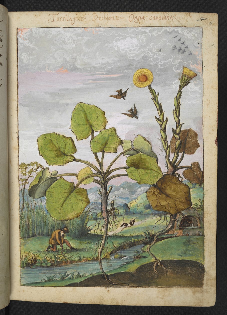 Ligularia tussilaginea (Leopardikasvi), Gherardo Cibon "Rooman valtioiden kasviston maalauksista", Lisää MS 22333, f011r, n. 1564-84 (akvarelli ja guassi paperille) tekijältä Gherardo Cibo