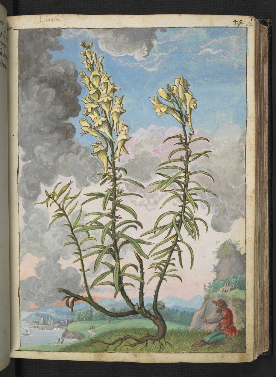 Linaria vulgaris, Gherardo Cibon teoksesta "Paintings of Flora of the Roman States", Lisää MS 22333, f052r, n. 1564-84 (akvarelli ja guassi paperille) tekijältä Gherardo Cibo