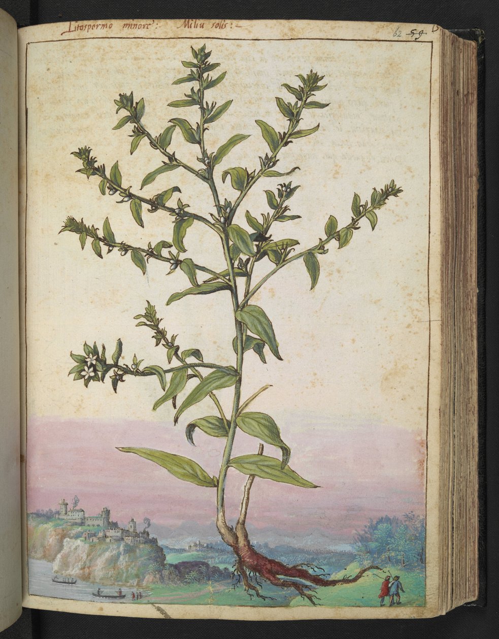 Lithospermum officinale, Gherardo Cibon teoksesta "Paintings of Flora of the Roman States", Lisää MS 22333, f062r, n. 1564-84 (akvarelli ja guassi paperille) tekijältä Gherardo Cibo