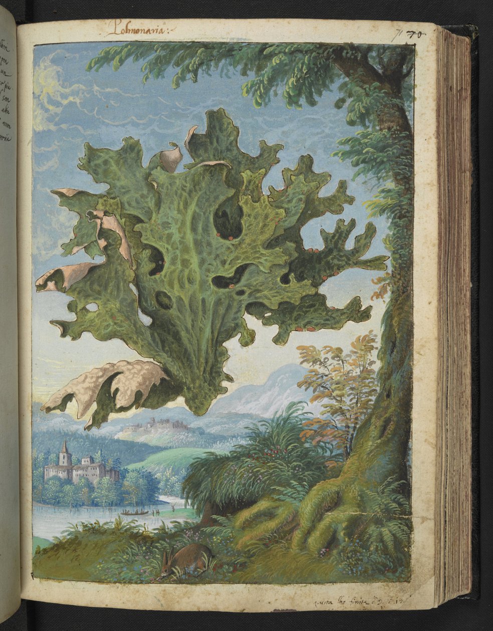 Lobaria pulmonaria (Lungwort), de "Pintures de Flora dels Estats Romans" de Gherardo Cibo, Add MS 22333, f071r, c.1564-84 (aquarel·la i guaix sobre paper) finlandès tekijältä Gherardo Cibo