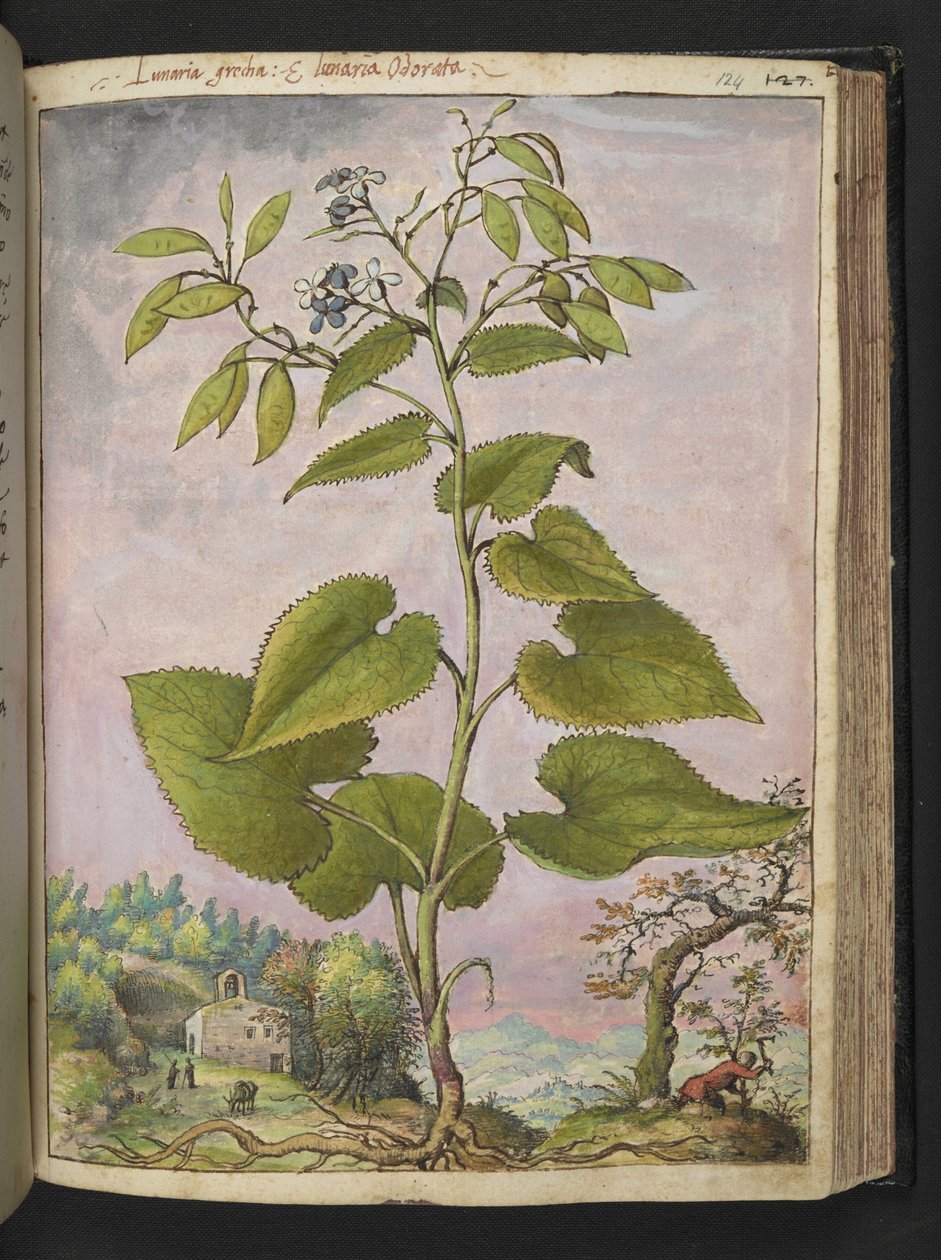 Lunaria redivivia, Gherardo Cibon "Paintings of Flora of the Roman States", Add MS 22333, f124r, n. 1564-84 (akvarelli ja guassi paperille) tekijältä Gherardo Cibo