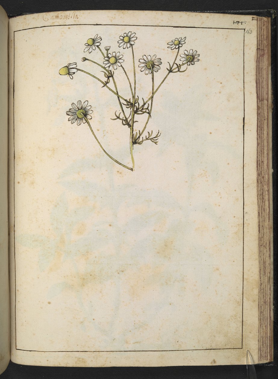 Matricaria chamomilla (Camomilla), Gherardo Cibon teoksesta "Paintings of Flora of the Roman States", Lisää MS 22333, f163r, n. 1564-84 (akvarelli ja guassi paperille) tekijältä Gherardo Cibo