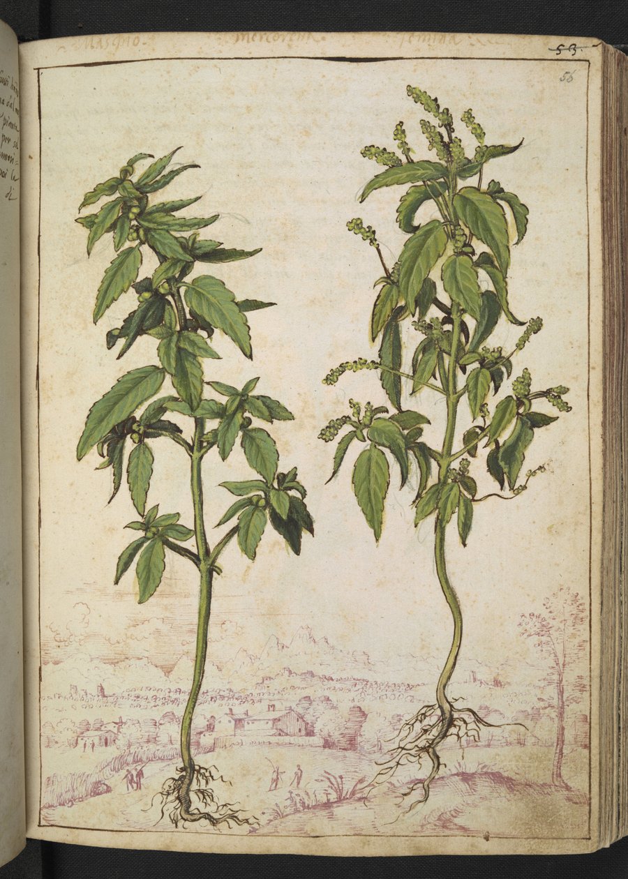 Mercurialis annua, Gherardo Cibon teoksesta "Paintings of Flora of the Roman States", Lisää MS 22333, f056r, n. 1564-84 (akvarelli ja guassi paperille) tekijältä Gherardo Cibo