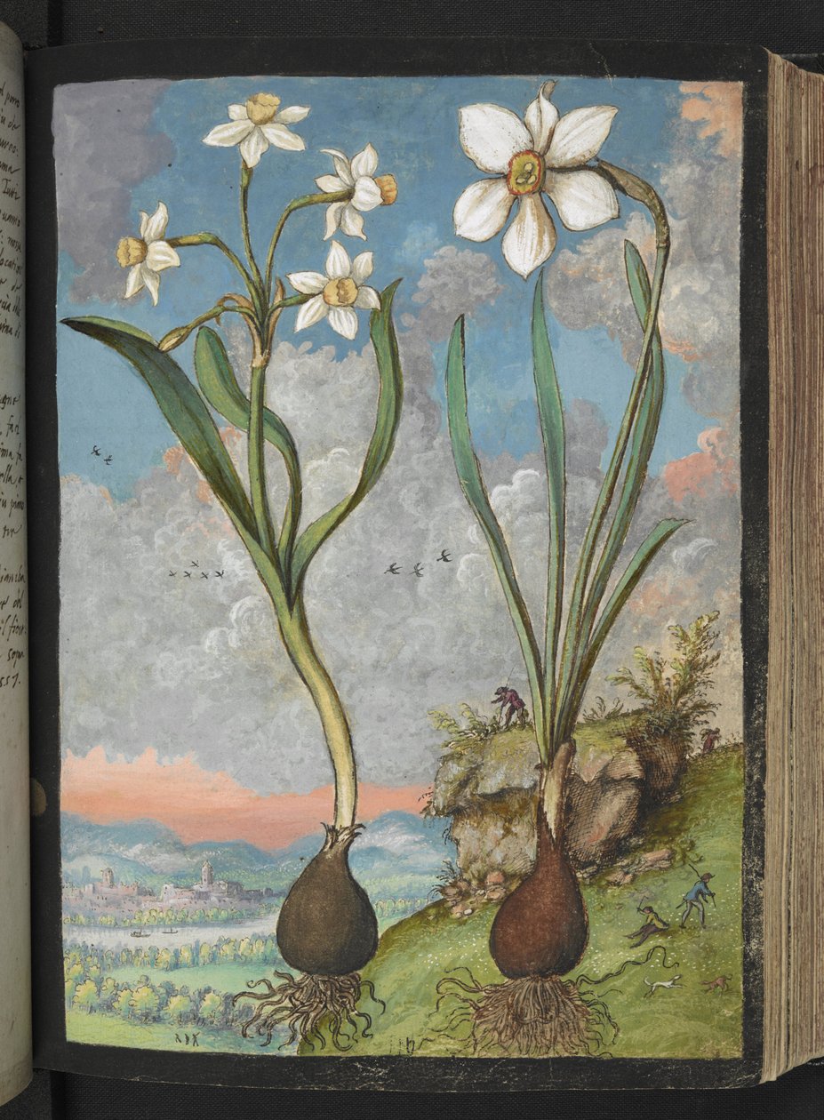 Narcissus tazetta ja Narcissus poeticu: Kasveja valkoisilla terälehdillä, Gherardo Cibon teoksesta "Paintings of Flora of the Roman States", Add MS 22333, f059r, n. 1564-84 (akvarelli ja guassi paperille) tekijältä Gherardo Cibo