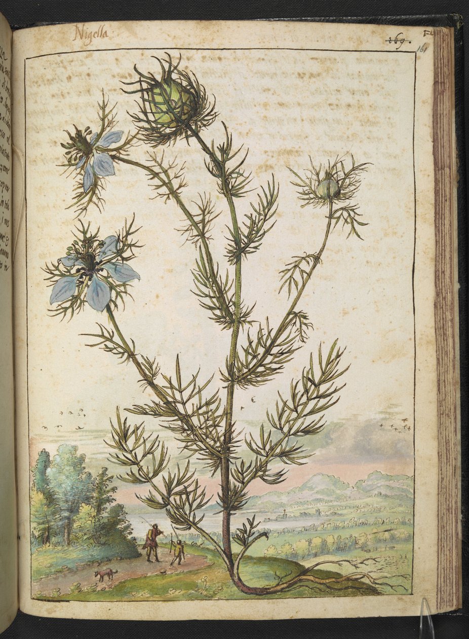 Nigella damascena, Gherardo Cibon "Maalauksia Rooman valtioiden kasvillisuudesta", Lisää MS 22333, f161r, n. 1564-84 (akvarelli ja guassi paperille) tekijältä Gherardo Cibo