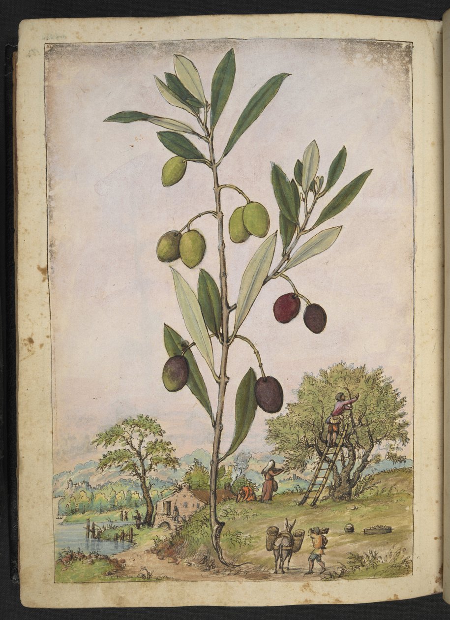 Olea europaea (oliivipuu), Gherardo Cibon "Rooman valtioiden kasviston maalauksista", Add MS 22333, f181v, n. 1564-84 (akvarelli ja guassi paperille) tekijältä Gherardo Cibo