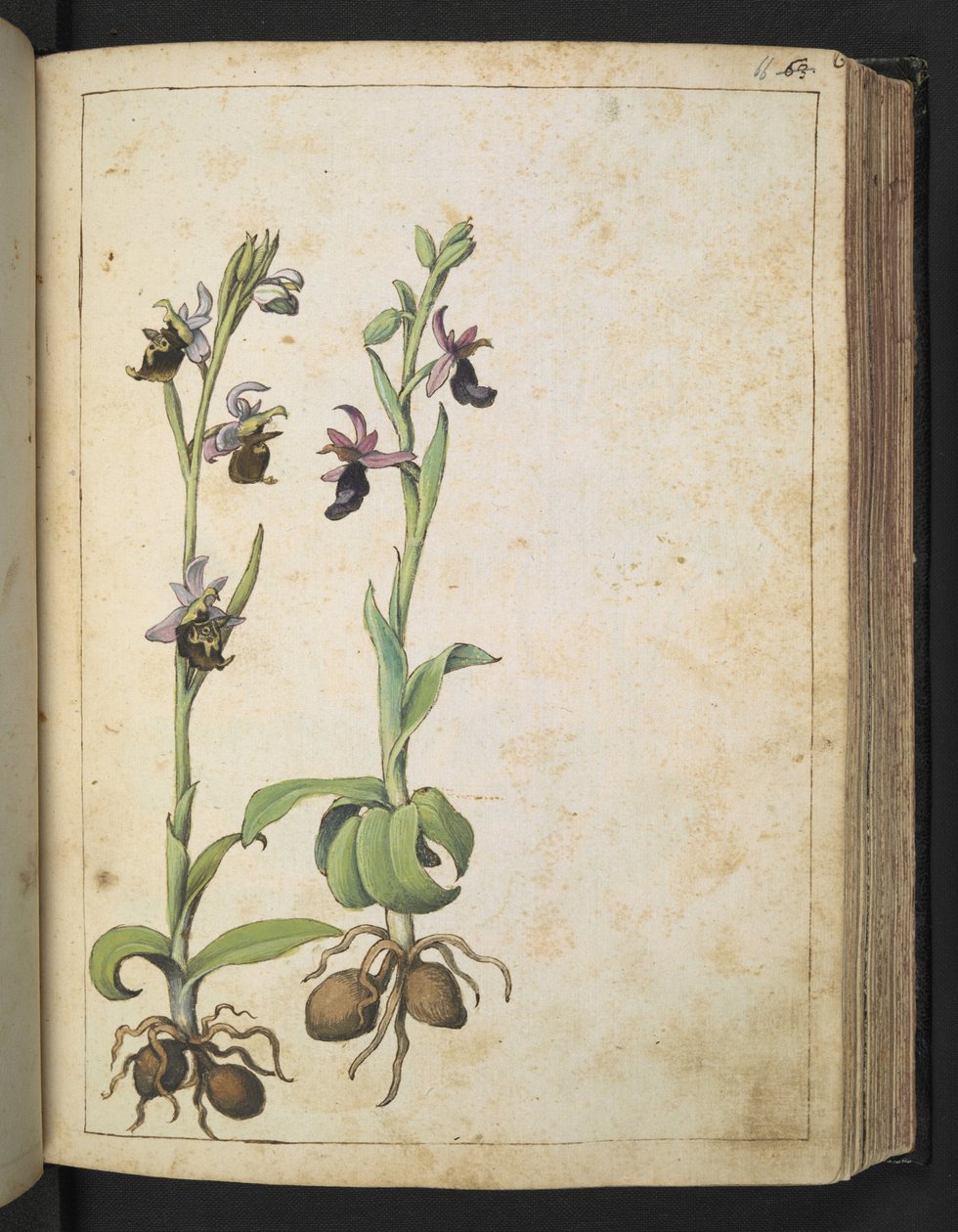 Orchis: Kasvi, jossa on valkoisia ja vaaleanpunaisia kukkia, Gherardo Cibon teoksesta "Paintings of Flora of the Roman States", Add MS 22333, f066r, n. 1564-84 (akvarelli ja guassi paperille) tekijältä Gherardo Cibo