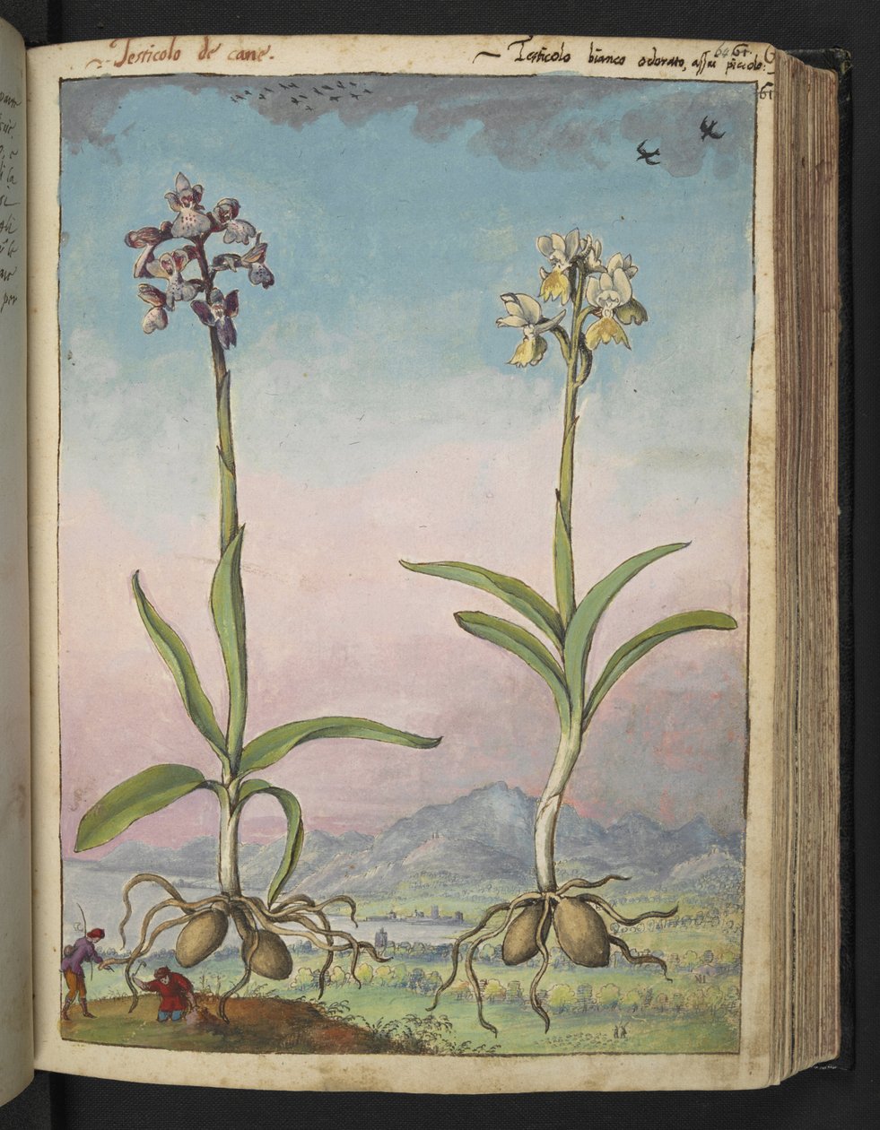 Orchis pallens: Kaksi kukkivaa kasvia, Gherardo Cibon teoksesta "Paintings of Flora of the Roman States", Lisää MS 22333, f064r, n. 1564-84 (akvarelli ja guassi paperille) tekijältä Gherardo Cibo