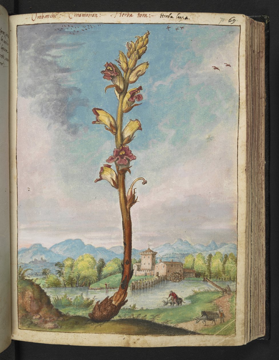 Orobanche gracilis, de "Pintures de Flora dels Estats Romans" de Gherardo Cibo, Add MS 22333, f070r, c.1564-84 (aquarel·la i guaix sobre paper) finlandès tekijältä Gherardo Cibo