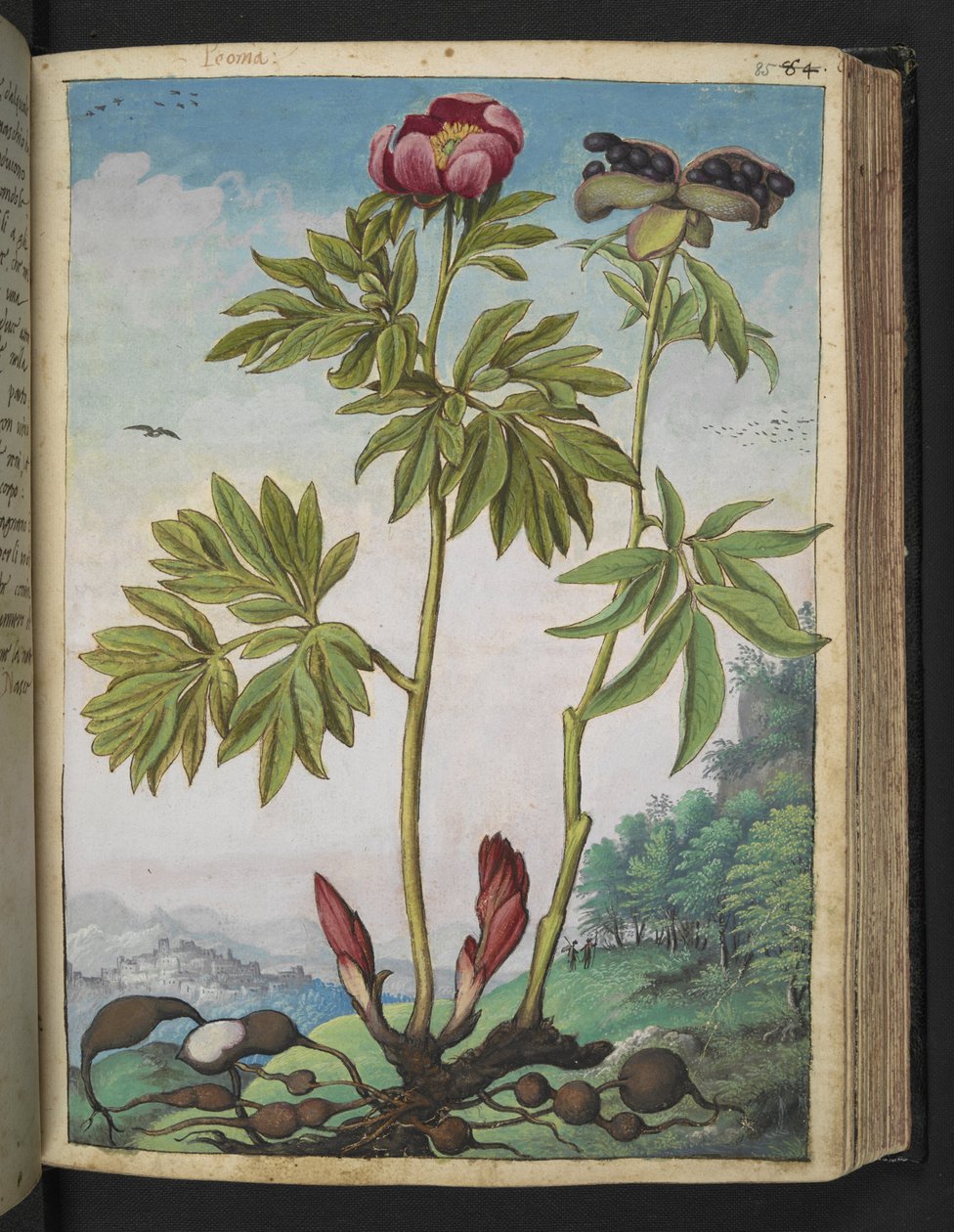 Paeonia officinalis, Gherardo Cibon "Rooman valtioiden kasviston maalauksista", Lisää MS 22333, f085r, n. 1564-84 (akvarelli ja guassi paperille) tekijältä Gherardo Cibo