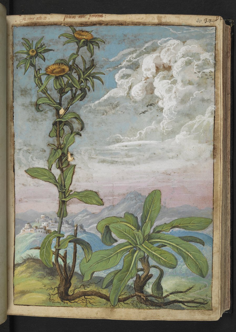 Pallenis spinosa, Gherardo Cibon teoksesta "Paintings of Flora of the Roman States", Lisää MS 22333, f040r, n. 1564-84 (akvarelli ja guassi paperille) tekijältä Gherardo Cibo