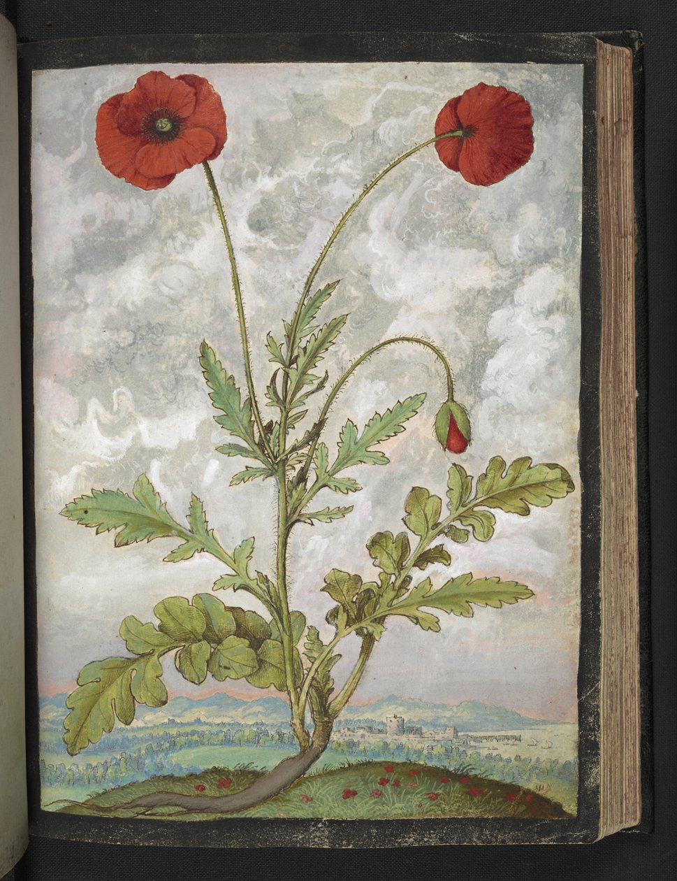 Papaver rhoeas (unikot), Gherardo Cibon "Paintings of Flora of the Roman States", Add MS 22333, f107r, n. 1564-84 (akvarelli ja guassi paperille) tekijältä Gherardo Cibo