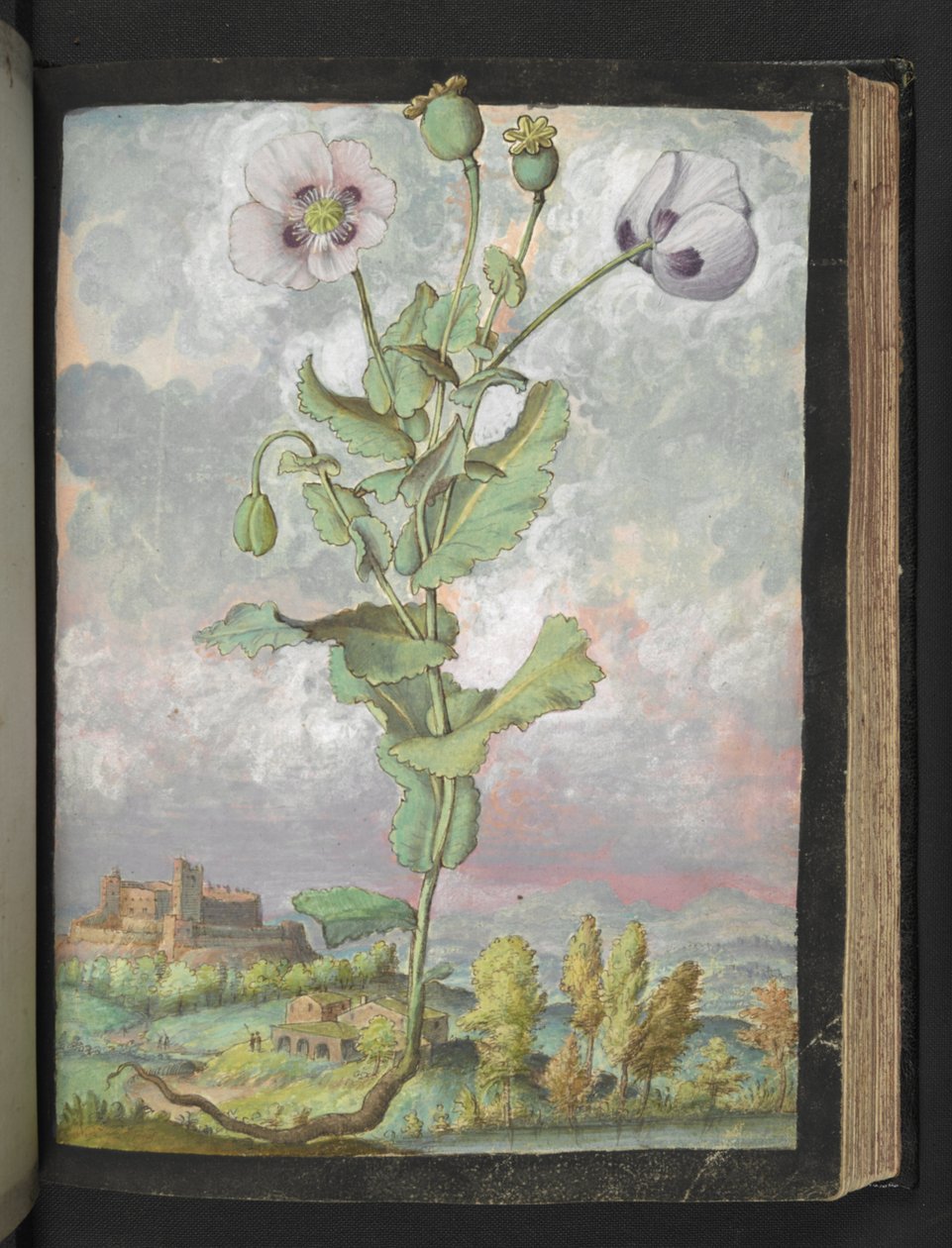 Papaver somniferum: Kasvi, jossa on valkoiset terälehdet, Gherardo Cibon teoksesta Paintings of Flora of the Roman States, Add MS 22333, f108r, c.1564-84 (akvarelli ja guassi paperille) tekijältä Gherardo Cibo