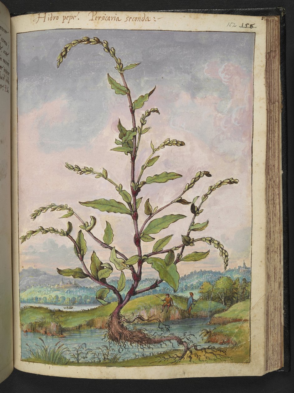 Persicaria hydropiper, Gherardo Cibon "Paintings of Flora of the Flora of the Roman States", Add MS 22333, f152r, n. 1564-84 (akvarelli & guassi paperille) tekijältä Gherardo Cibo