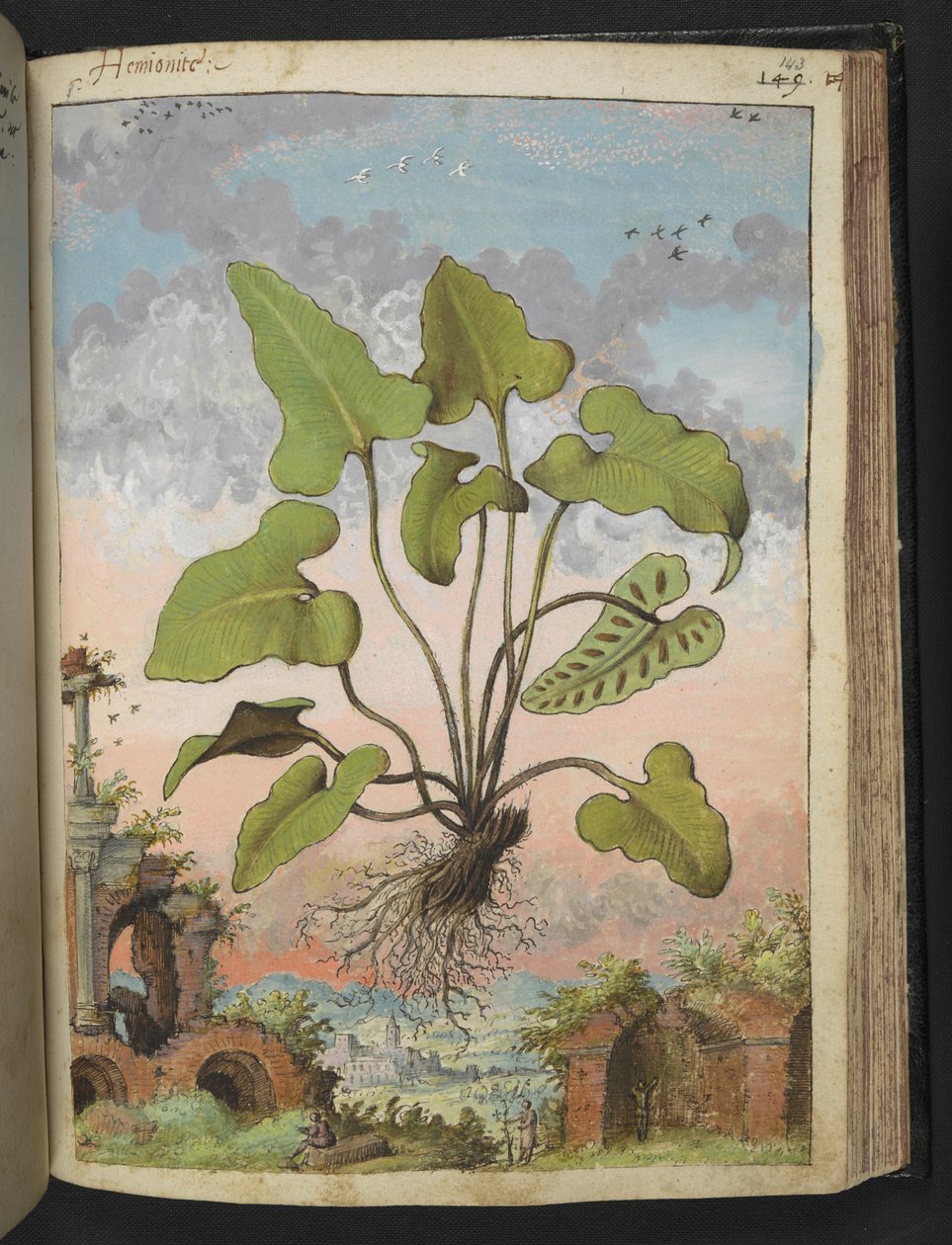 Fhyllitis hemionitis, Gherardo Cibon "Paintings of Flora of the Roman States", Add MS 22333, f143r, n. 1564-84 (akvarelli & guassi paperille) tekijältä Gherardo Cibo