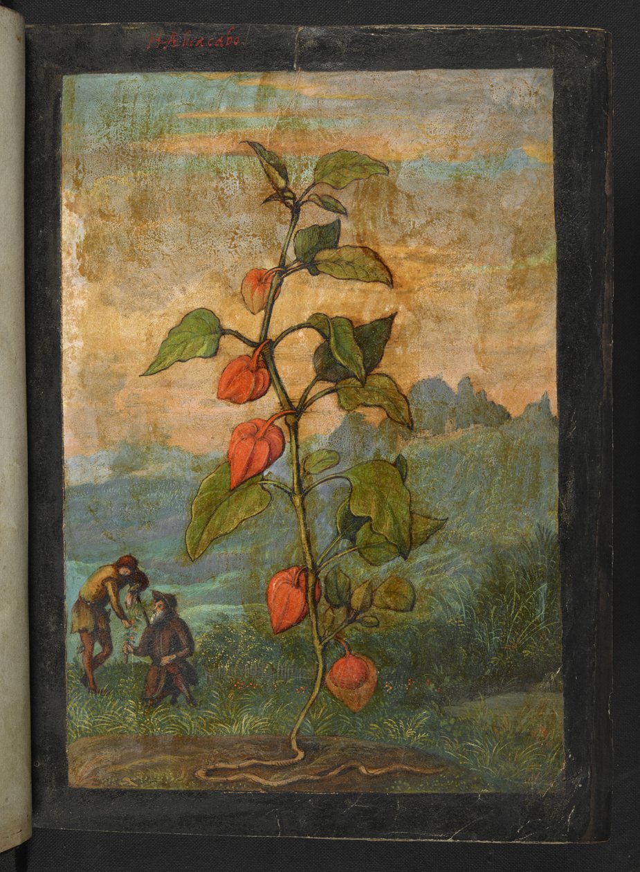 Physalis alkekengi: Punakukkainen kasvi, Gherardo Cibon "Paintings of Flora of the Flora of the Roman States", Add MS 22333, f004r, n. 1564-84 (akvarelli & guassi paperille) tekijältä Gherardo Cibo
